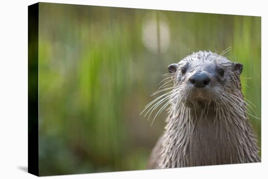 North American River Otter (Lutra Canadensis) Captive, Occurs in North America-Edwin Giesbers-Premier Image Canvas