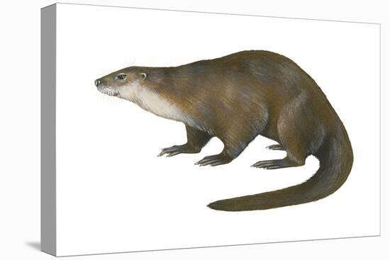 North American River Otter (Lutra Canadensis), Weasel, Mammals-Encyclopaedia Britannica-Stretched Canvas