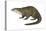 North American River Otter (Lutra Canadensis), Weasel, Mammals-Encyclopaedia Britannica-Stretched Canvas