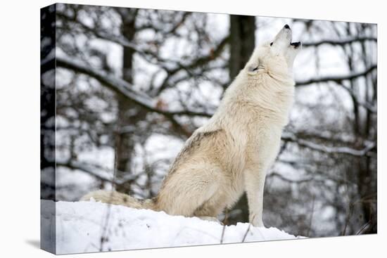North American Timber Wolf, Canis Lupus Howling in the Snow in Deciduous Forest-Louise Murray-Premier Image Canvas