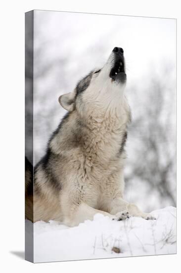 North American Timber Wolf (Canis Lupus) Howling in the Snow in Deciduous Forest-Louise Murray-Premier Image Canvas