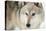 North American Timber Wolf (Canis Lupus) in Forest-Louise Murray-Premier Image Canvas