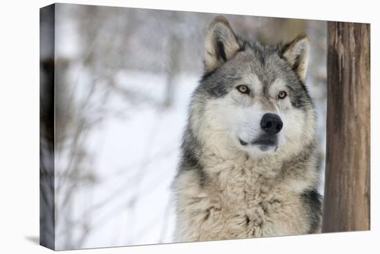 North American Timber Wolf (Canis Lupus) in Forest-Louise Murray-Premier Image Canvas