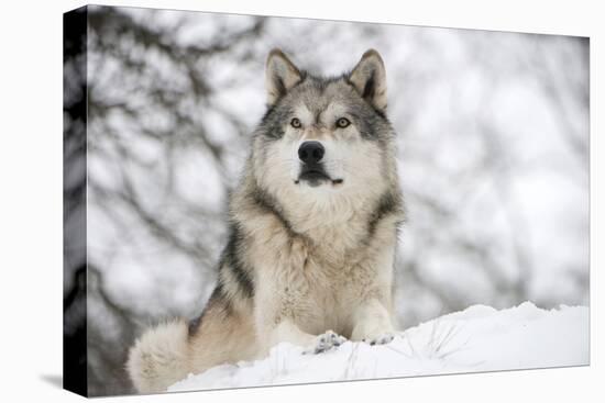 North American Timber Wolf (Canis Lupus) in Forest-Louise Murray-Premier Image Canvas
