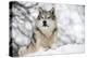 North American Timber Wolf (Canis Lupus) in Forest-Louise Murray-Premier Image Canvas