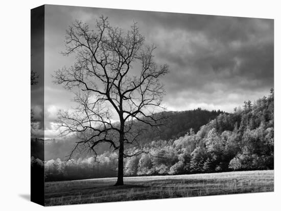 North Carolina, Great Smoky Mountains National Park, Storm Clearing at Dawn in Cataloochee Valley-Ann Collins-Premier Image Canvas