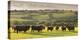 North Devon Red Ruby Cattle Herd Grazing in the Rolling Countryside, Black Dog, Devon-Adam Burton-Premier Image Canvas