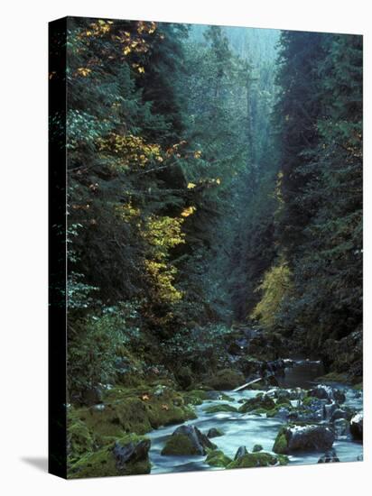 North Fork Santiam River near Opal Creek, Oregon Cascades, USA-Janis Miglavs-Premier Image Canvas