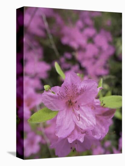 North Kingstown, Rhode Island. Azaleas-David H. Wells-Premier Image Canvas