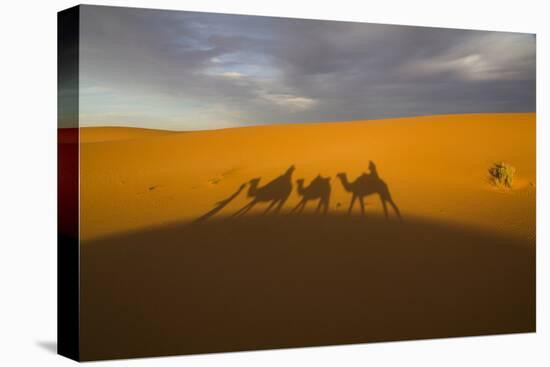 North Tafilalet, Erfoud, Merzouga, Erg Chebbi, Dromedary Camel Caravan-Emily Wilson-Premier Image Canvas