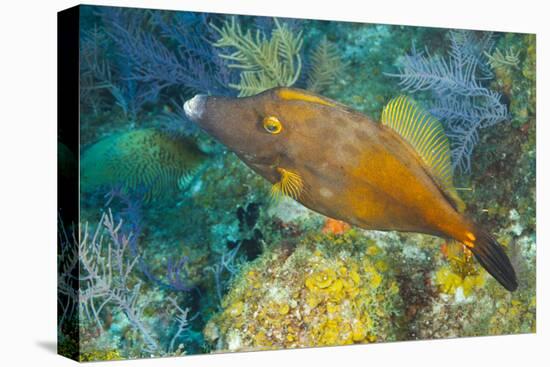 Northern Bahamas, Caribbean. Filefish.-Stuart Westmorland-Premier Image Canvas