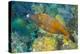 Northern Bahamas, Caribbean. Filefish.-Stuart Westmorland-Premier Image Canvas