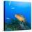 Northern Bahamas, Caribbean. Nassau grouper.-Stuart Westmorland-Premier Image Canvas