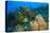 Northern Bahamas, Caribbean-Stuart Westmorland-Premier Image Canvas