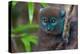 Northern Bamboo Lemur - Hapalemur Occidentalis, close up Madagascar Nature-mirecca-Premier Image Canvas