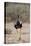 Northern Black Korhaan (Eupodotis Afraoides)-James Hager-Premier Image Canvas