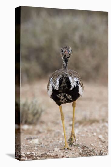 Northern Black Korhaan (Eupodotis Afraoides)-James Hager-Premier Image Canvas