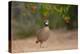 Northern Bobwhite (Colinus virginianus) feeding-Larry Ditto-Premier Image Canvas