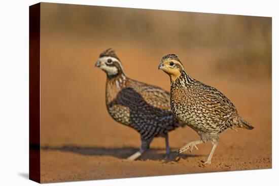 Northern Bobwhite (Colinus virginianus) pair-Larry Ditto-Premier Image Canvas