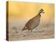 Northern Bobwhite Quail, Texas, USA-Larry Ditto-Premier Image Canvas