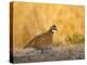 Northern Bobwhite, Texas, USA-Larry Ditto-Premier Image Canvas