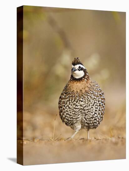 Northern Bobwhite, Texas, USA-Larry Ditto-Premier Image Canvas