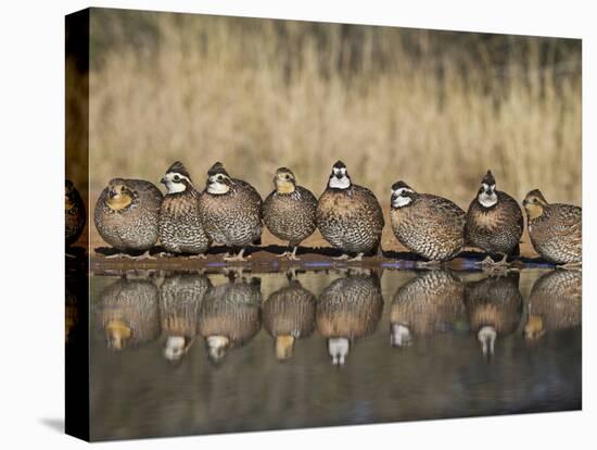 Northern Bobwhite, Texas, USA-Larry Ditto-Premier Image Canvas