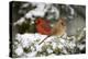 Northern Cardinal and on Keteleeri Juniper, Marion, Illinois, Usa-Richard ans Susan Day-Premier Image Canvas