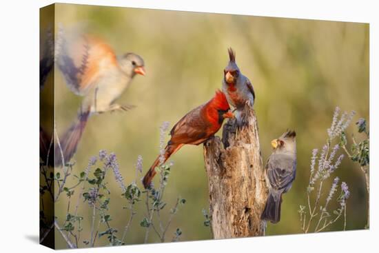 Northern Cardinal and Pyrrhuloxia Perched on Dead Limb-Larry Ditto-Premier Image Canvas
