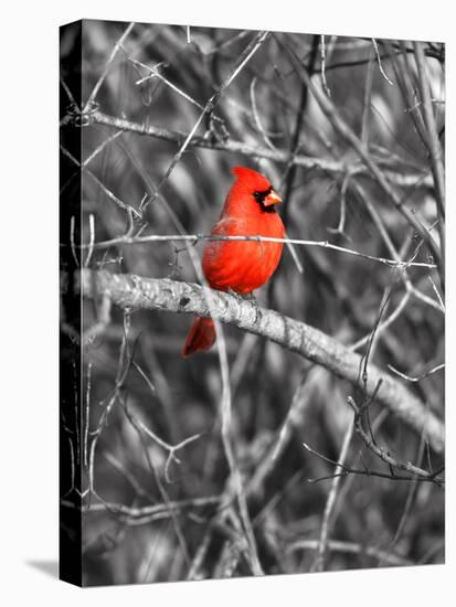 Northern Cardinal Bird on the Branch-SNEHITDESIGN-Premier Image Canvas