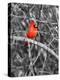 Northern Cardinal Bird on the Branch-SNEHITDESIGN-Premier Image Canvas