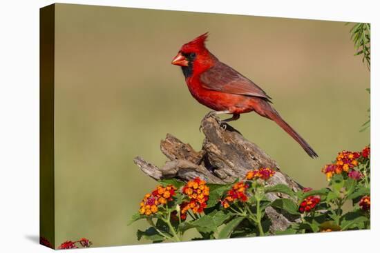 Northern Cardinal (Cardinalis Cardinalis) male perched on log-Larry Ditto-Premier Image Canvas