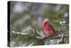 Northern Cardinal (Cardinalis cardinalis) male perching on pine branch covered in snow, Marion C...-Panoramic Images-Premier Image Canvas