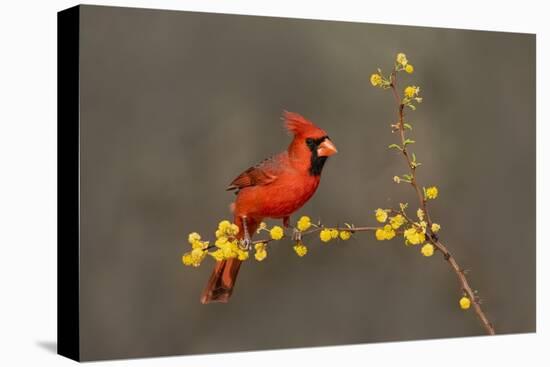 Northern Cardinal (Cardinalis cardinalis) perched-Larry Ditto-Premier Image Canvas