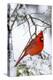 Northern Cardinal (Cardinalis cardinalis) perching on snowcapped juniper tree branch, Marion Co....-Panoramic Images-Premier Image Canvas