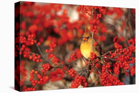 Northern Cardinal Female in Common Winterberry Marion, Il-Richard and Susan Day-Premier Image Canvas