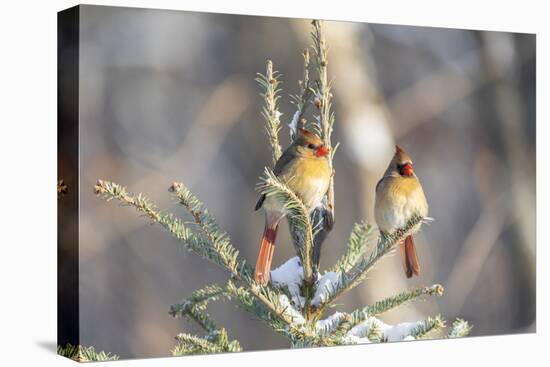 Northern cardinal females in spruce tree in winter snow, Marion County, Illinois.-Richard & Susan Day-Premier Image Canvas