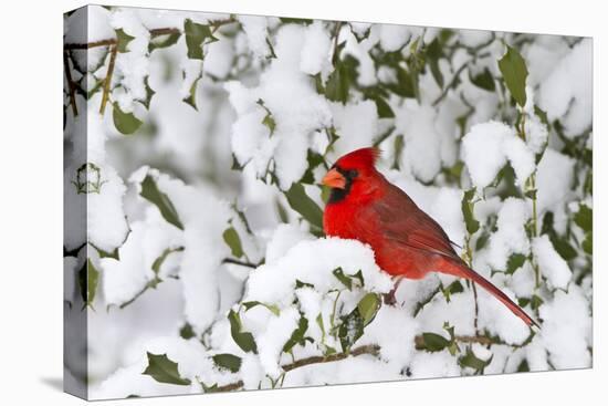 Northern Cardinal in American Holly in Winter, Marion, Illinois, Usa-Richard ans Susan Day-Premier Image Canvas