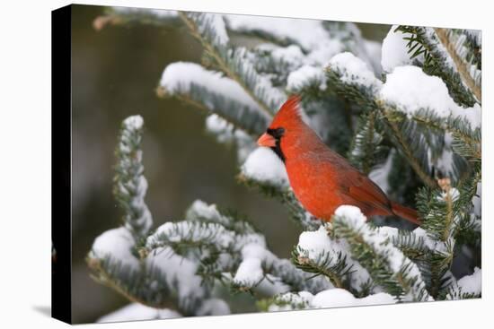 Northern Cardinal in Balsam Fir Tree in Winter, Marion, Illinois, Usa-Richard ans Susan Day-Premier Image Canvas