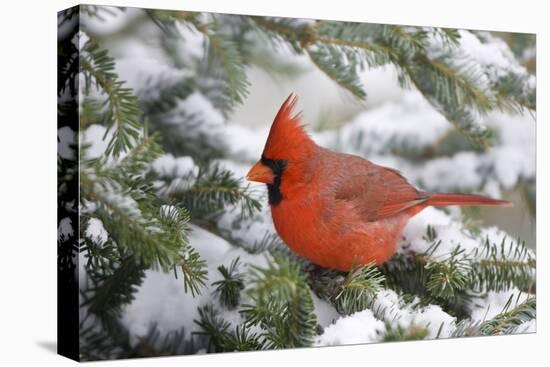 Northern Cardinal in Balsam Fir Tree in Winter, Marion, Illinois, Usa-Richard ans Susan Day-Premier Image Canvas