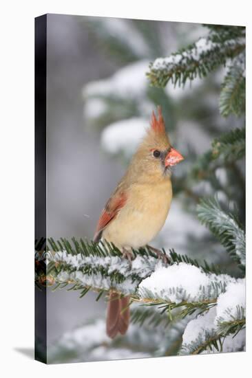 Northern Cardinal in Balsam Fir Tree in Winter, Marion, Illinois, Usa-Richard ans Susan Day-Premier Image Canvas