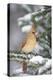 Northern Cardinal in Balsam Fir Tree in Winter, Marion, Illinois, Usa-Richard ans Susan Day-Premier Image Canvas