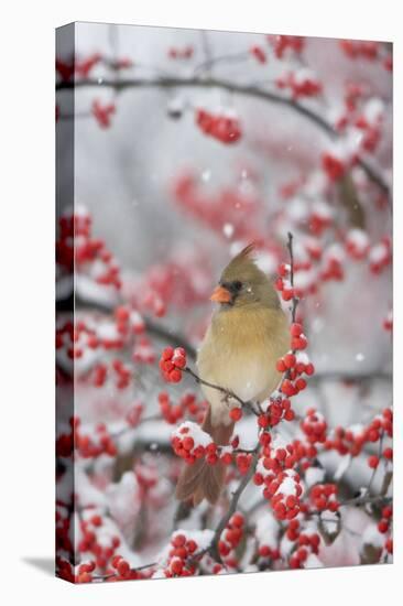 Northern Cardinal in Common Winterberry, Marion, Illinois, Usa-Richard ans Susan Day-Premier Image Canvas