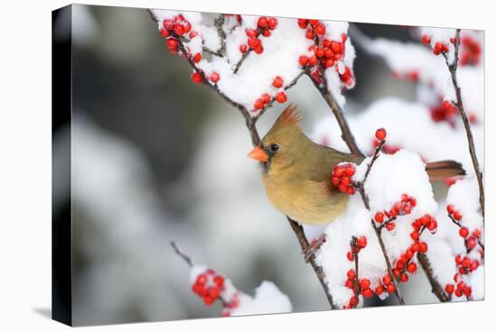 Northern Cardinal in Common Winterberry, Marion, Illinois, Usa-Richard ans Susan Day-Premier Image Canvas