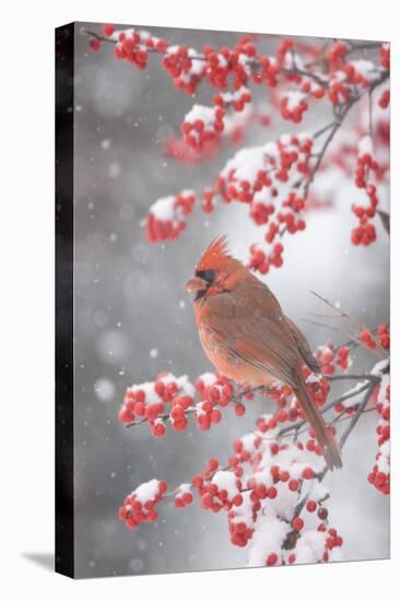 Northern Cardinal in Common Winterberry, Marion, Illinois, Usa-Richard ans Susan Day-Premier Image Canvas