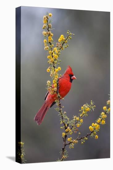 Northern cardinal in habitat.-Larry Ditto-Premier Image Canvas