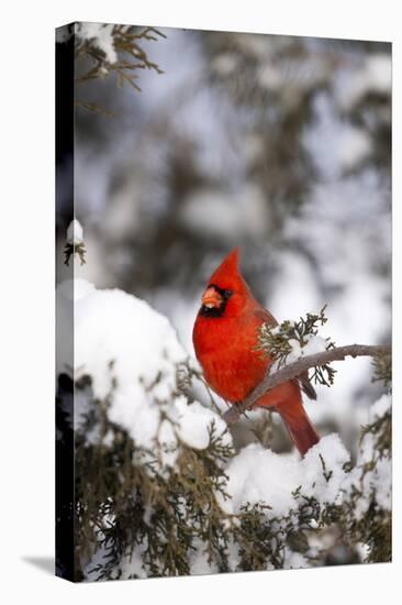 Northern Cardinal in Juniper Tree in Winter, Marion, Illinois, Usa-Richard ans Susan Day-Premier Image Canvas