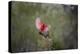 Northern cardinal landing.-Larry Ditto-Premier Image Canvas