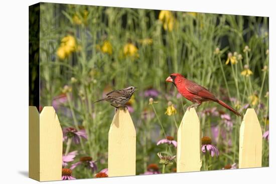 Northern Cardinal Male and Song Sparrow on Picket Fence, Illinois, Usa-Richard ans Susan Day-Premier Image Canvas