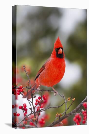 Northern Cardinal Male in Common Winterberry Bush in Winter, Marion County, Illinois-Richard and Susan Day-Premier Image Canvas